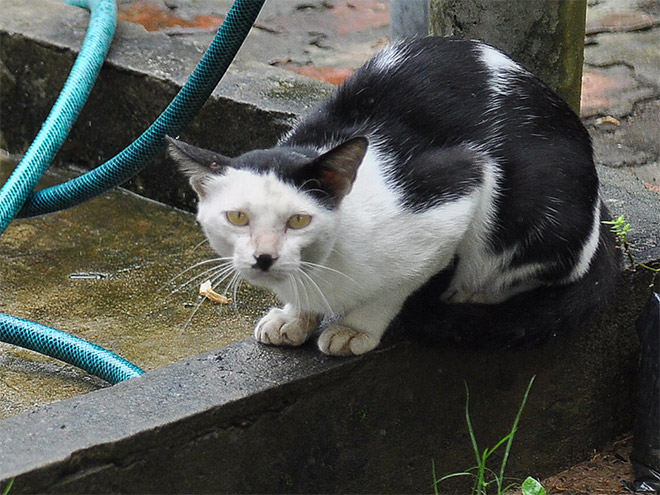 Cat That Looks Like Hitler (2)