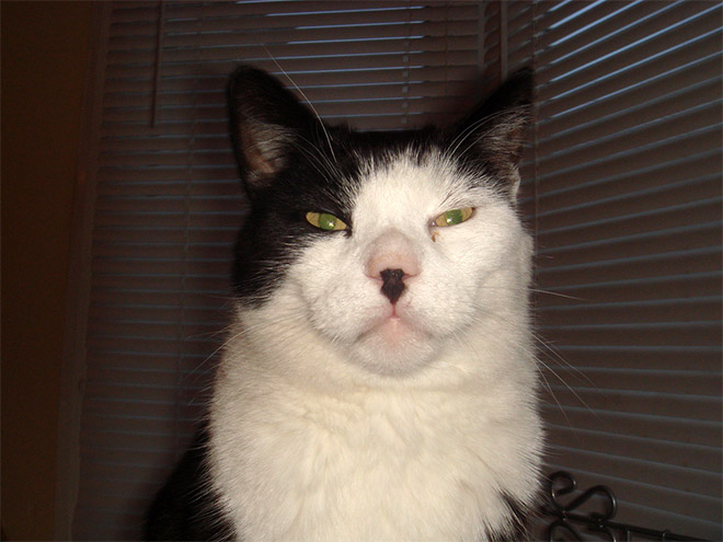 Cat That Looks Like Hitler (20)