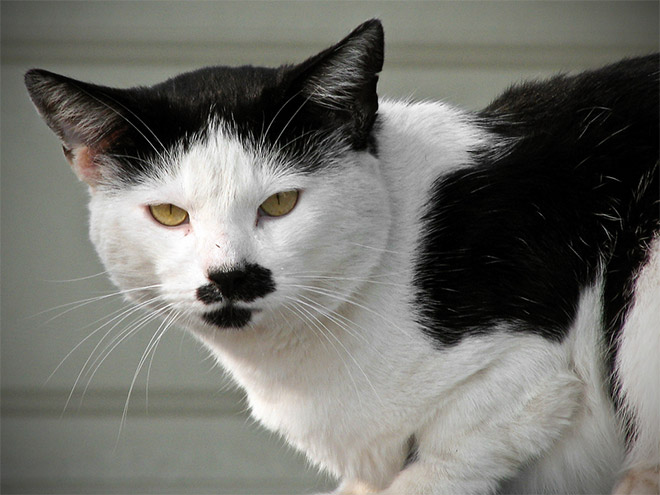 Cat That Looks Like Hitler (3)