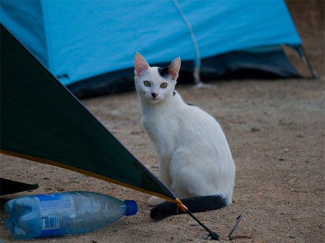 Cat That Looks Like Hitler (6)