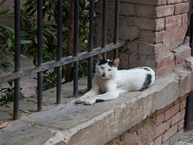 Cat That Looks Like Hitler (9)