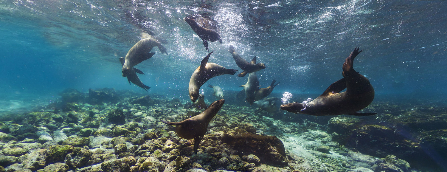 Galapagos Islands Google Street View