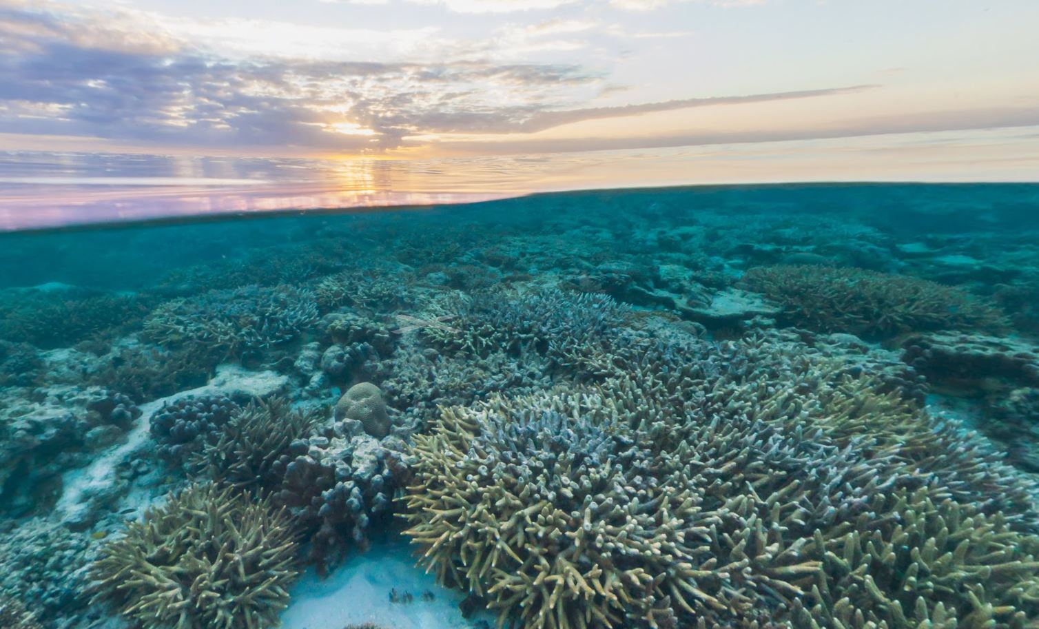 Большой барьерный риф фото под водой