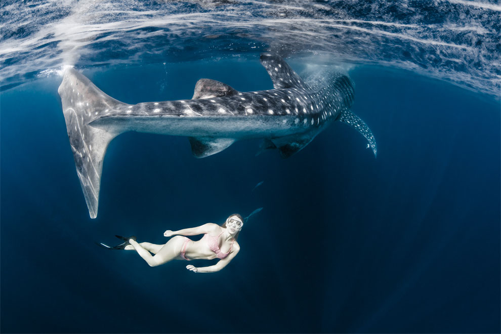 Models Swim and Pose with Whale Sharks (1)