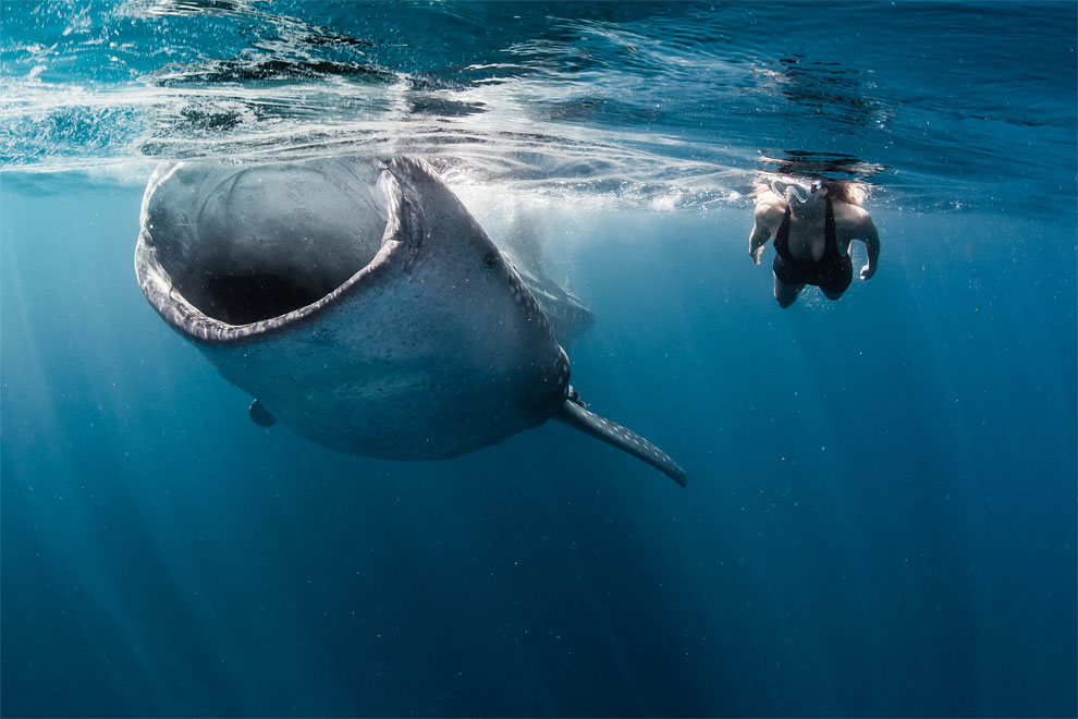 Models Swim and Pose with Whale Sharks (11)