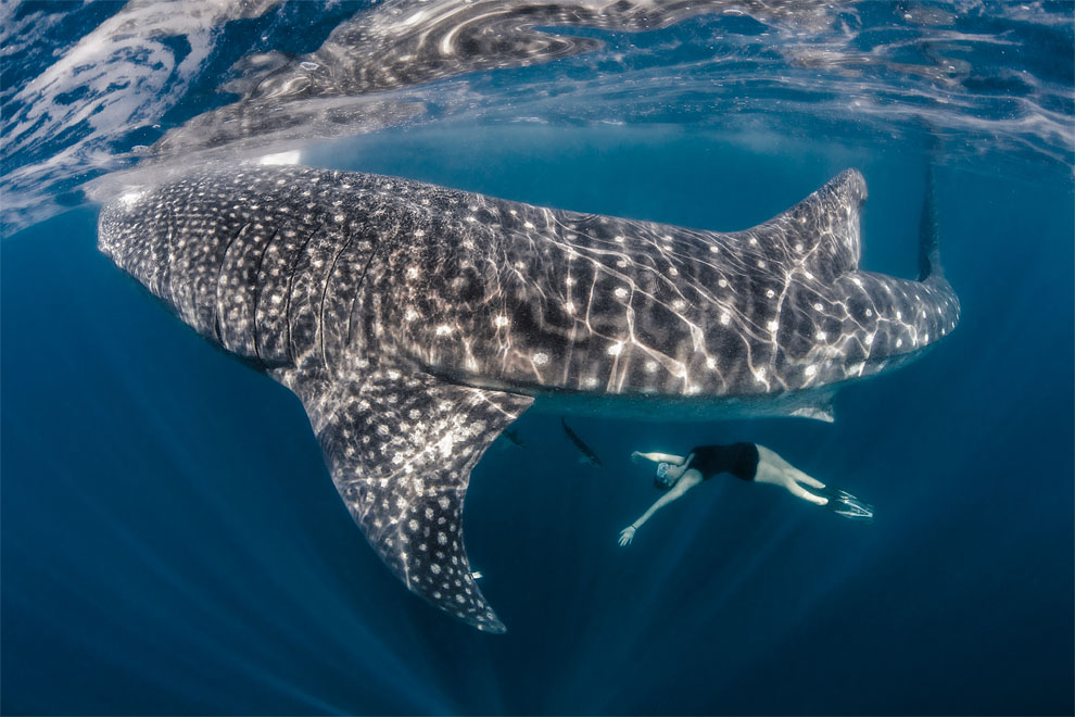 Models Swim and Pose with Whale Sharks (12)