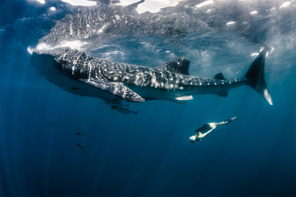 Models Swim and Pose with Whale Sharks (13)