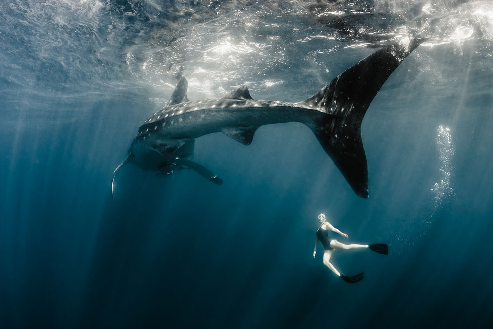 Models Swim and Pose with Whale Sharks (14)