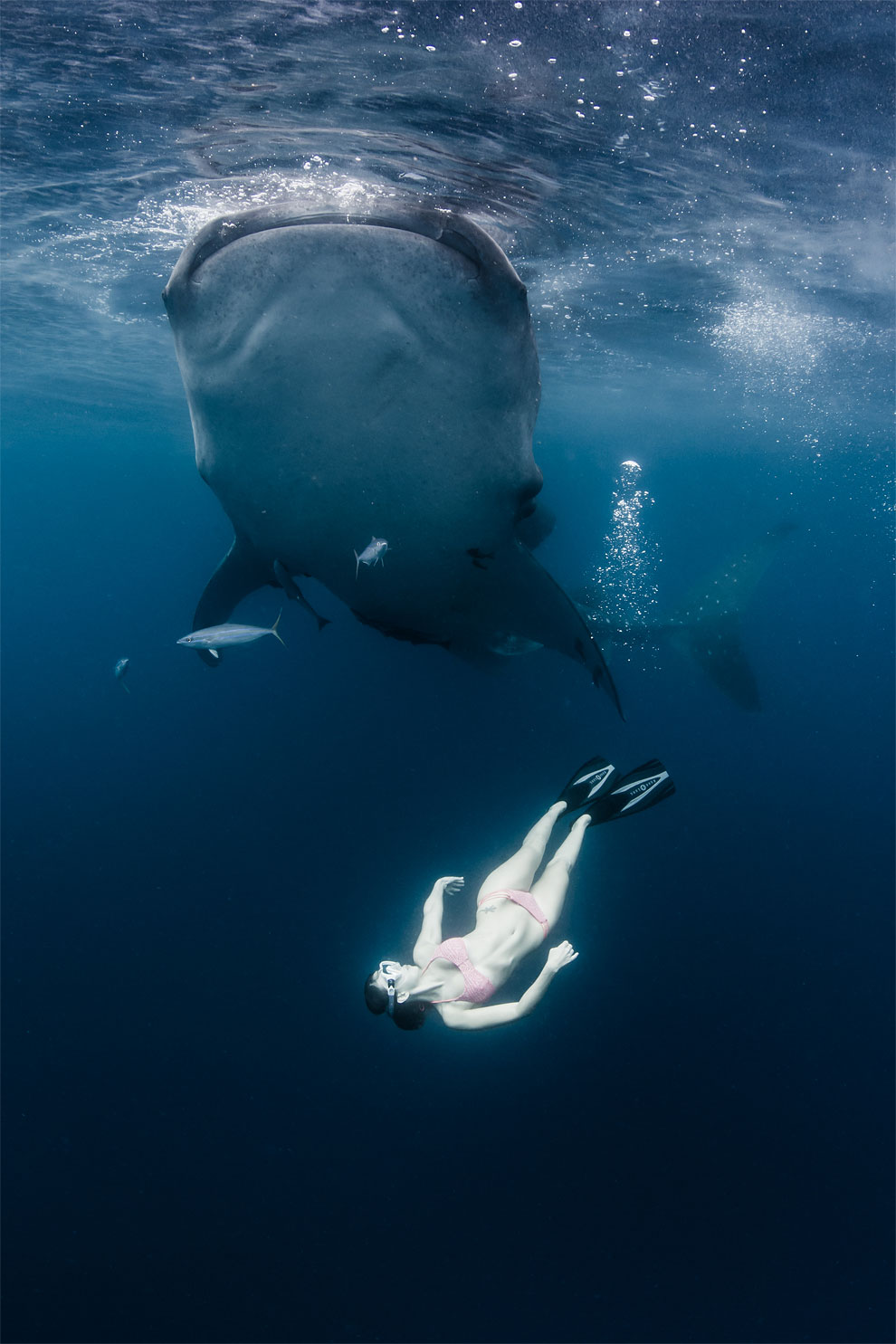 Models Swim and Pose with Whale Sharks (15)