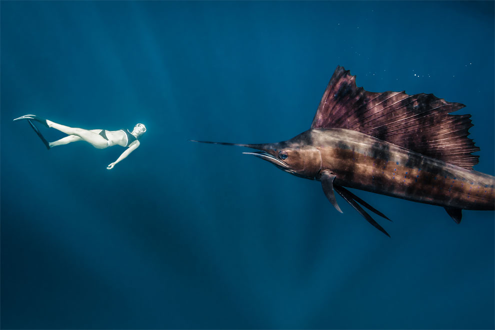 Models Swim and Pose with Whale Sharks (16)