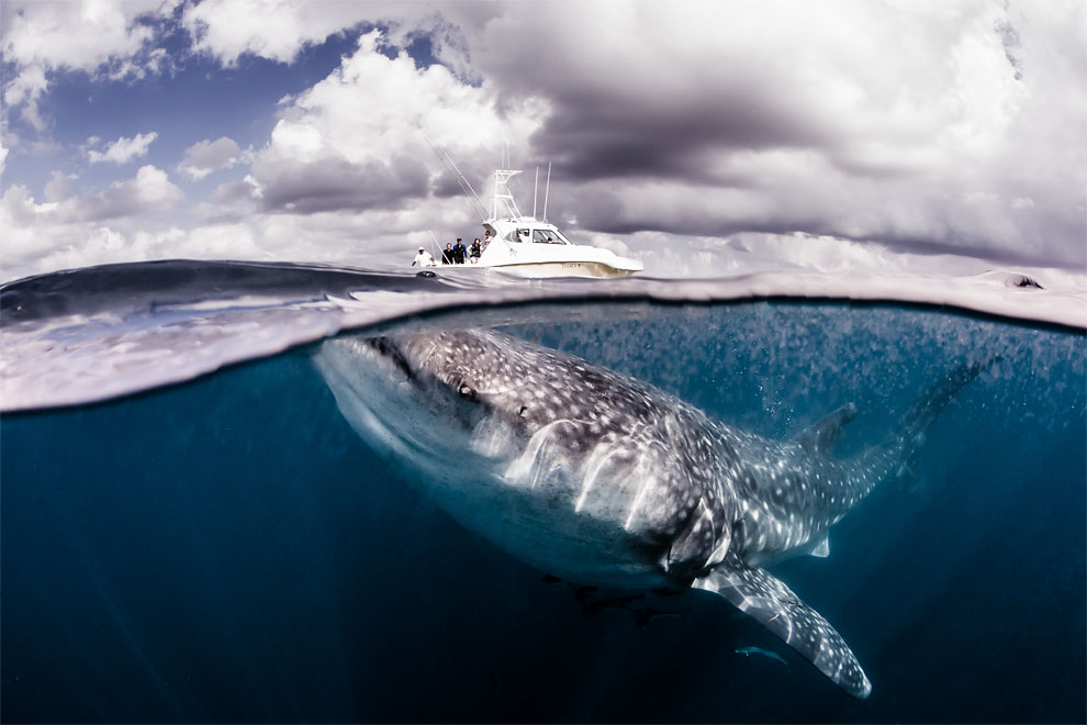 Models Swim and Pose with Whale Sharks (17)