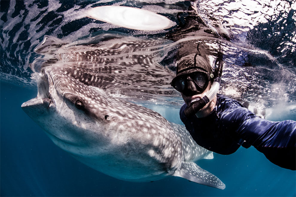 Models Swim and Pose with Whale Sharks (18)