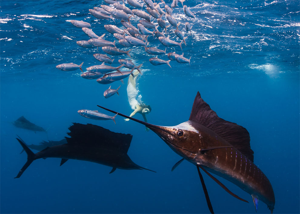 Models Swim and Pose with Whale Sharks (2)