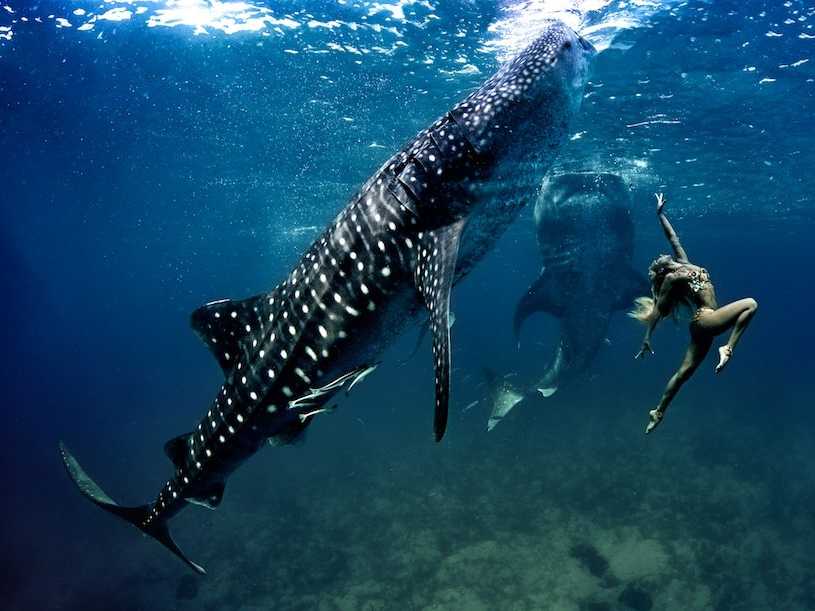 Models Swim and Pose with Whale Sharks (20)