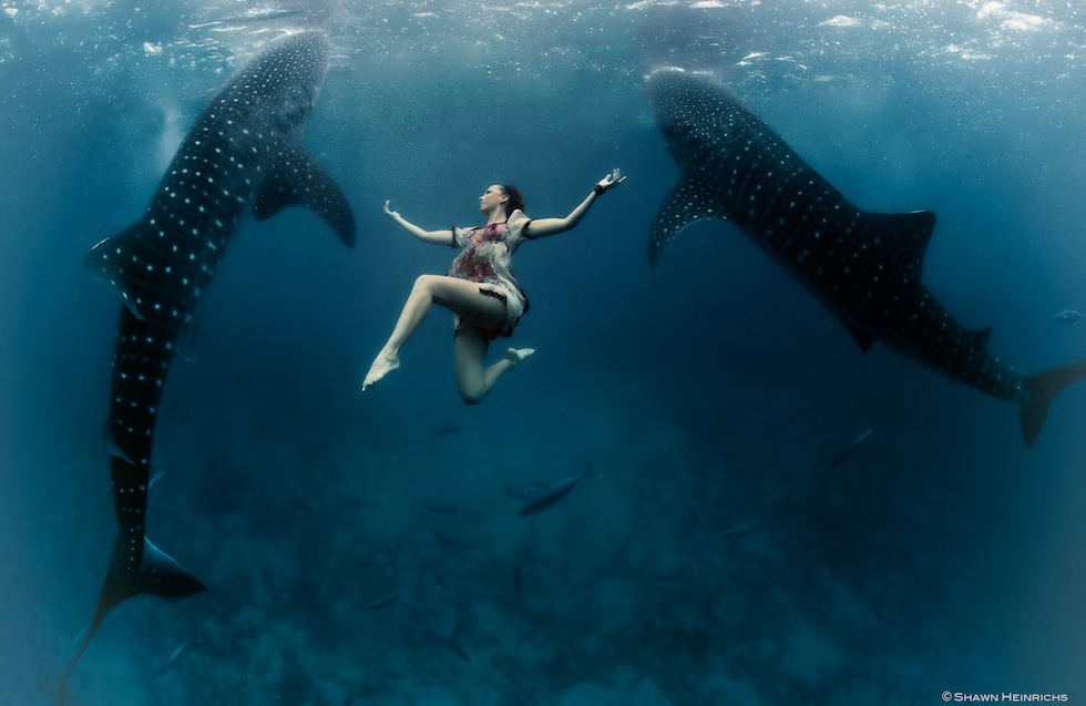 Models Swim and Pose with Whale Sharks (21)