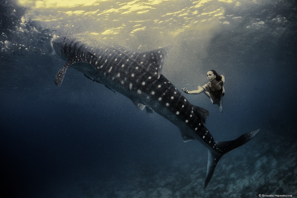 Models Swim and Pose with Whale Sharks (22)