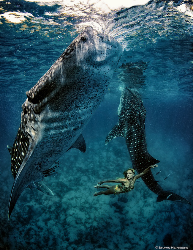 Models Swim and Pose with Whale Sharks (23)