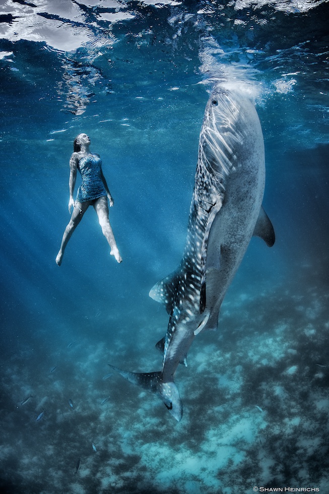 Models Swim and Pose with Whale Sharks (24)