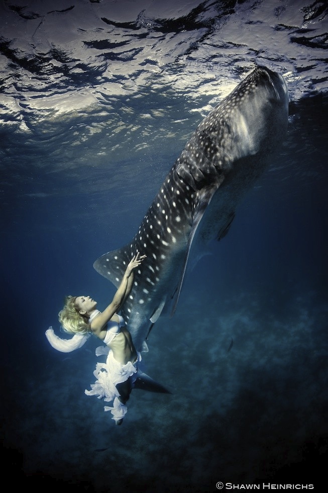 Models Swim and Pose with Whale Sharks (25)