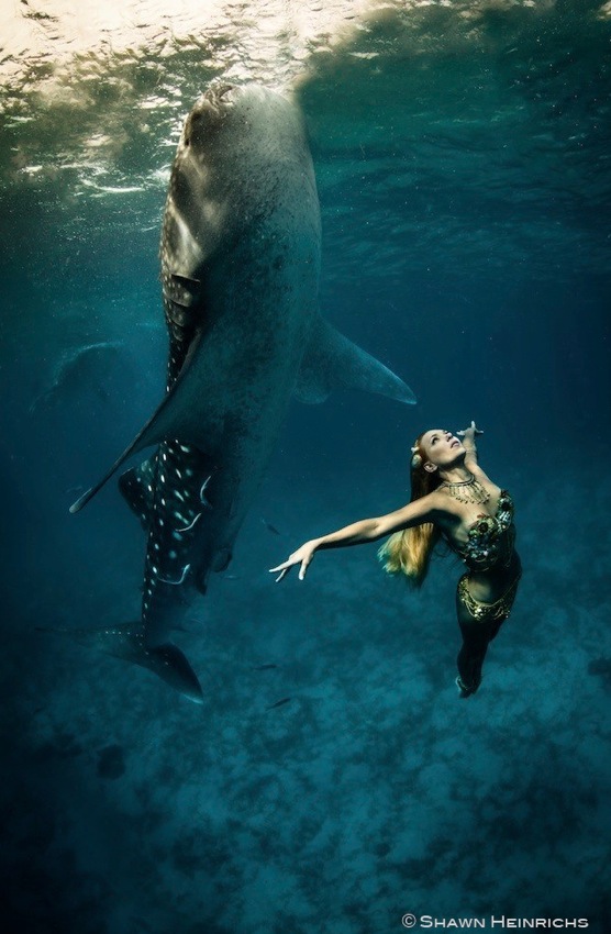 Models Swim and Pose with Whale Sharks (26)