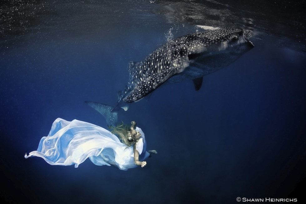 Models Swim and Pose with Whale Sharks (27)