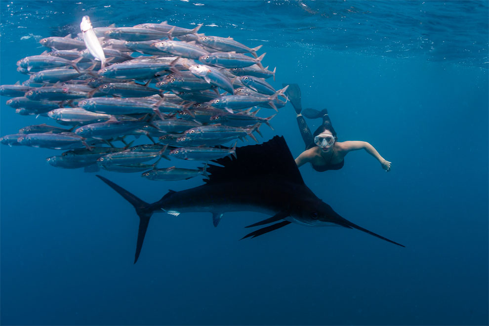 Models Swim and Pose with Whale Sharks (3)