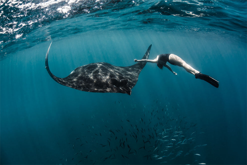 Models Swim and Pose with Whale Sharks (5)