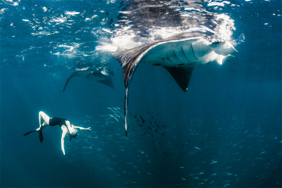 Models Swim and Pose with Whale Sharks (6)