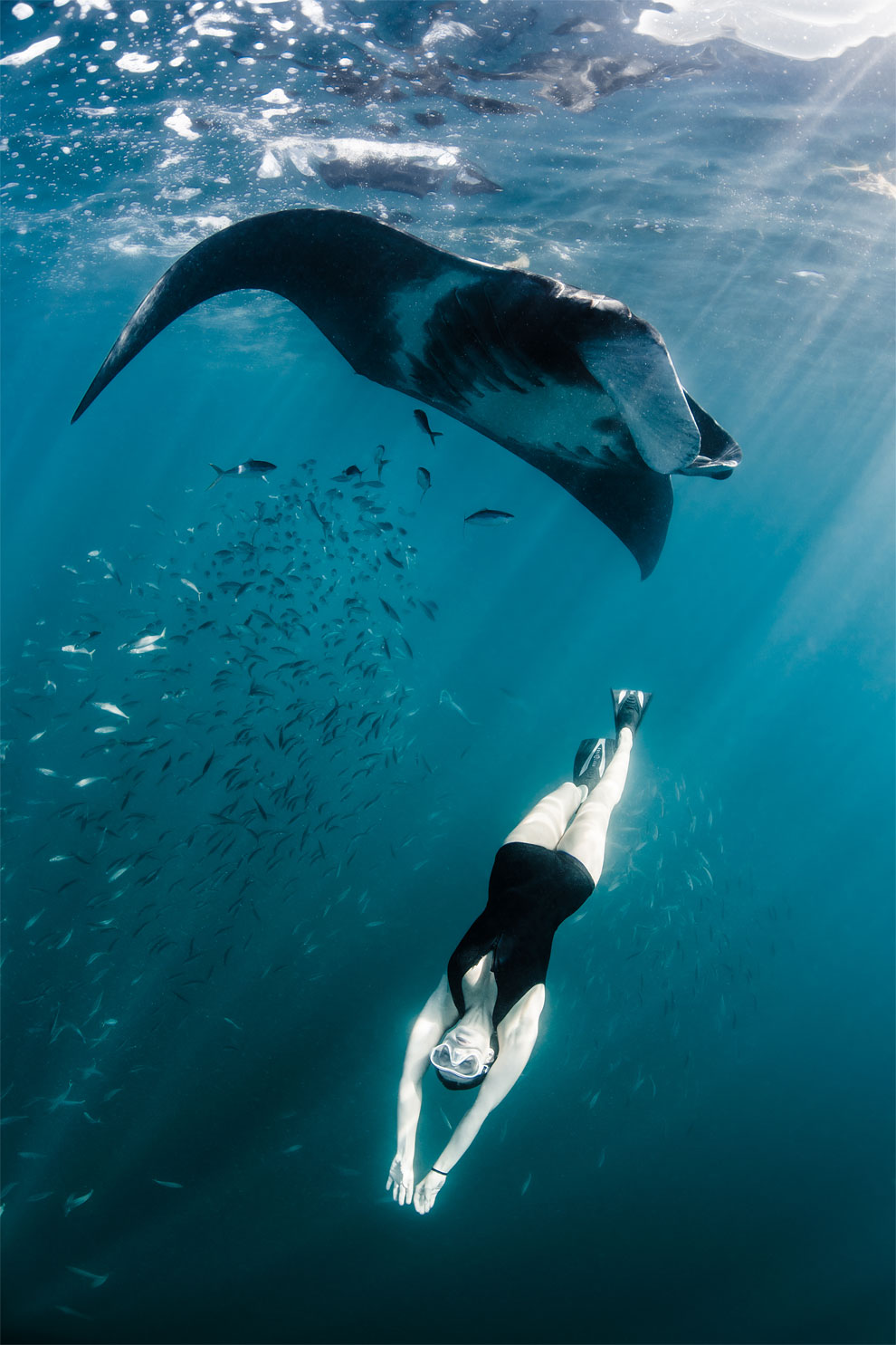 Models Swim and Pose with Whale Sharks (8)