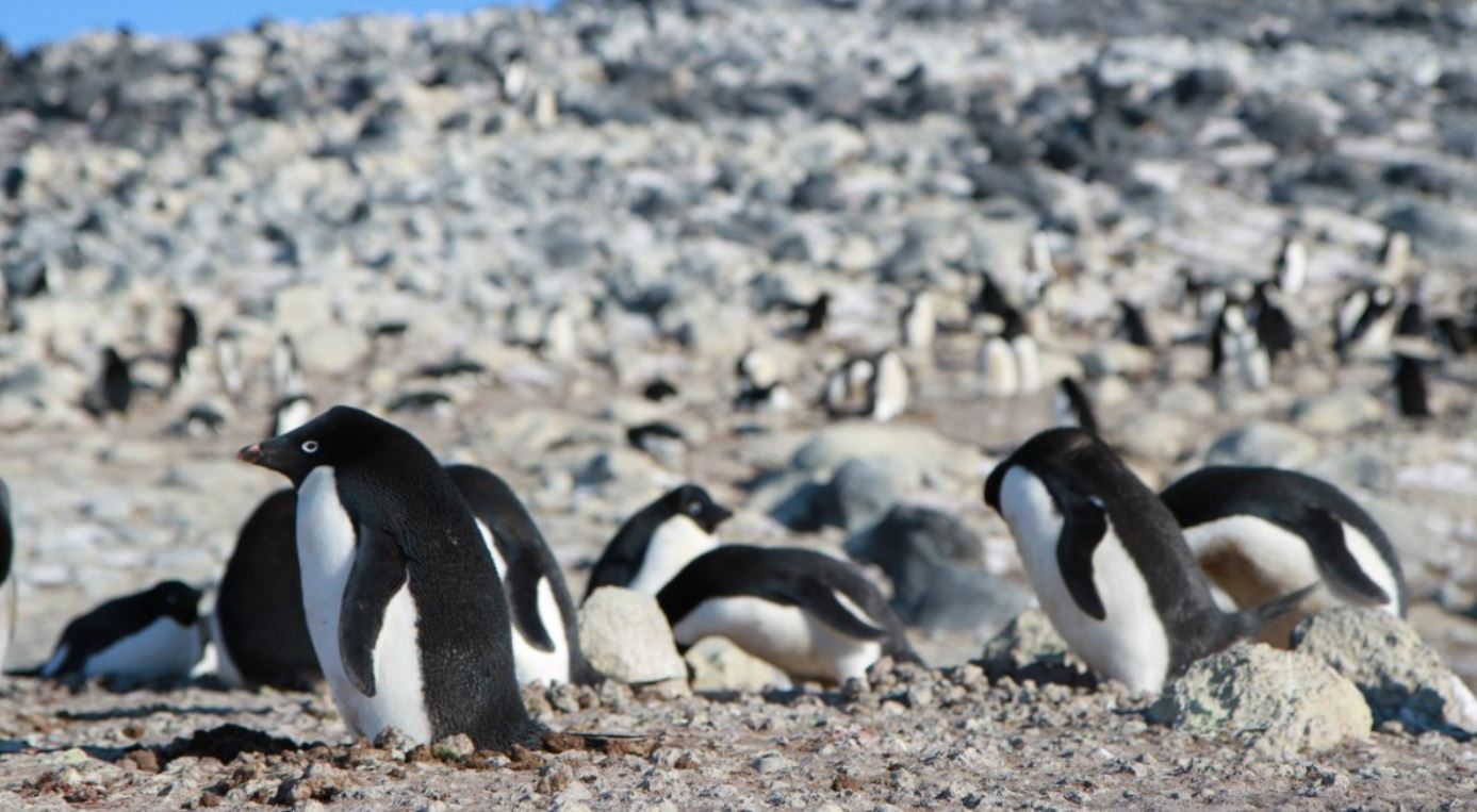 Penguins