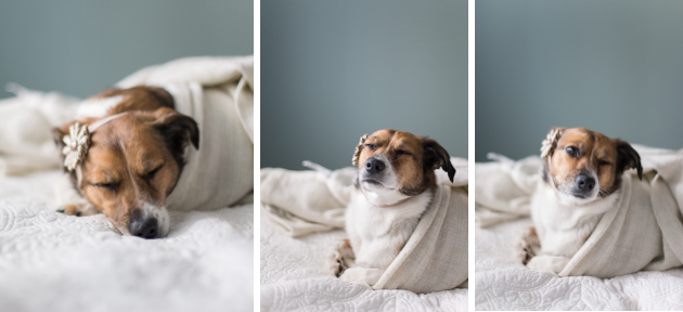 Pet Dog Photoshoot (5)