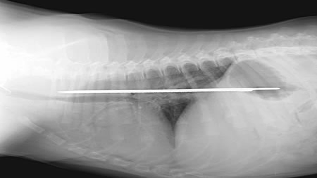 Puppy Swallowed Knife X-Ray