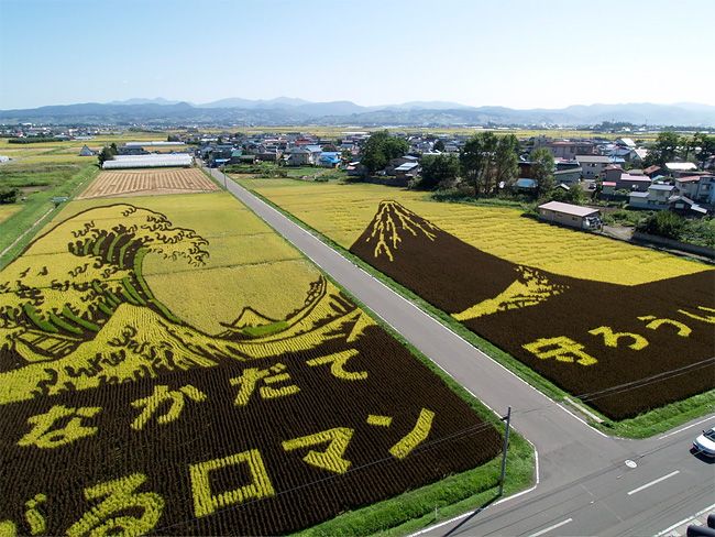 Rice Paddy Art (15)