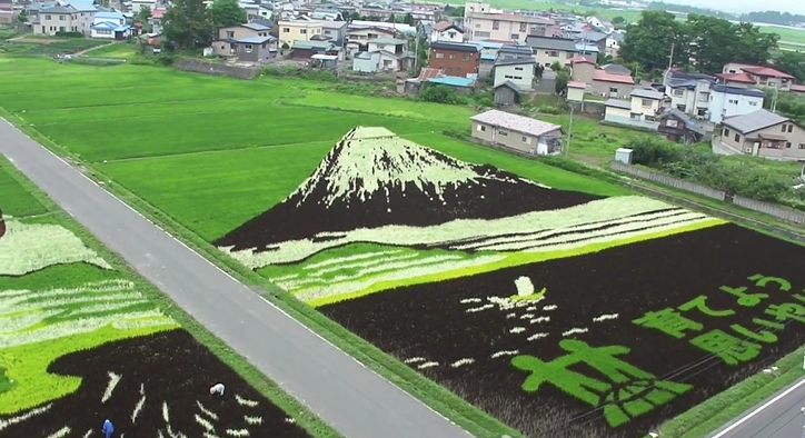 Rice Paddy Art (22)
