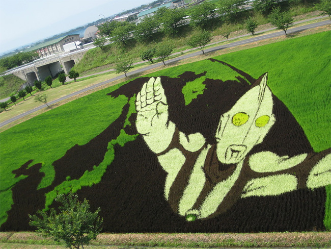 Rice Paddy Art (8)