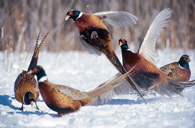 Bouquet Of Pheasants