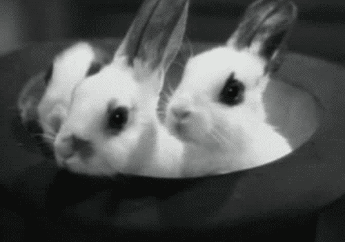 Bunny GIF (13)