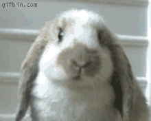 28 Of The Cutest Rabbit GIFs In The History Of Rabbit GIFs - Bunny GIF (14)  | Viralscape