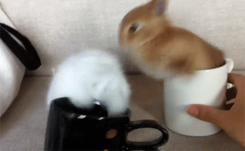28 Of The Cutest Rabbit Gifs In The History Of Rabbit - vrogue.co