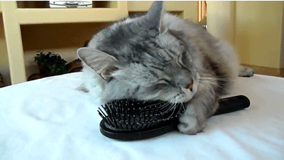 Cat Combing Itself