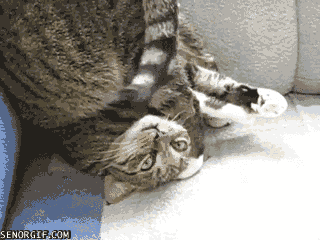 Cat Doing Yoga