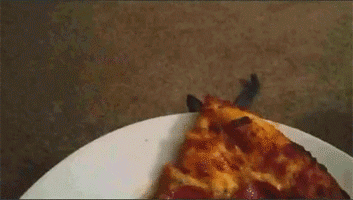 Cat Eating Pizza