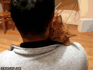 Cat Hug