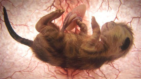 Cat In The Womb 2