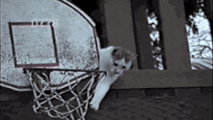Cat Playing Basketball