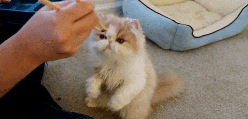 Cat Using Chopsticks