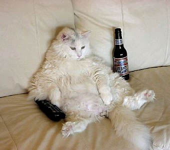 Cat With Beer