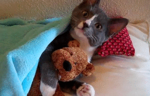 Cat With Teddy Bear