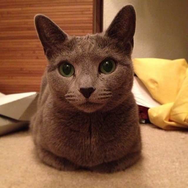 Catloaf (10)