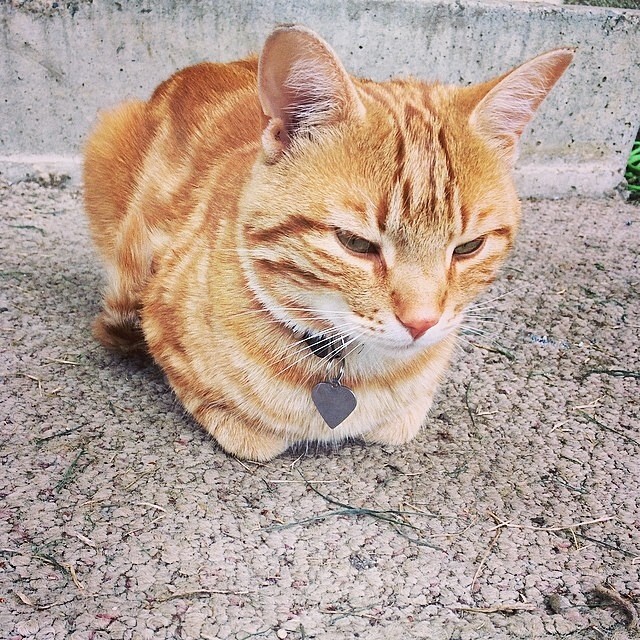 Catloaf (14)